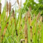 Horsetail: Benefits, Uses, and Side Effects