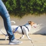 Does Walking 1 Hour Every Day Aid Weight Loss?