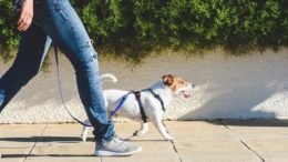 Does Walking 1 Hour Every Day Aid Weight Loss?