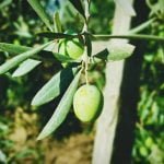 گاجر اور چقندر کا جوس روزانہ صحت مند گھرانہ