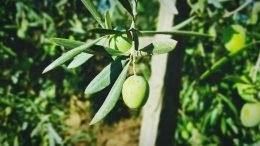 گاجر اور چقندر کا جوس روزانہ صحت مند گھرانہ